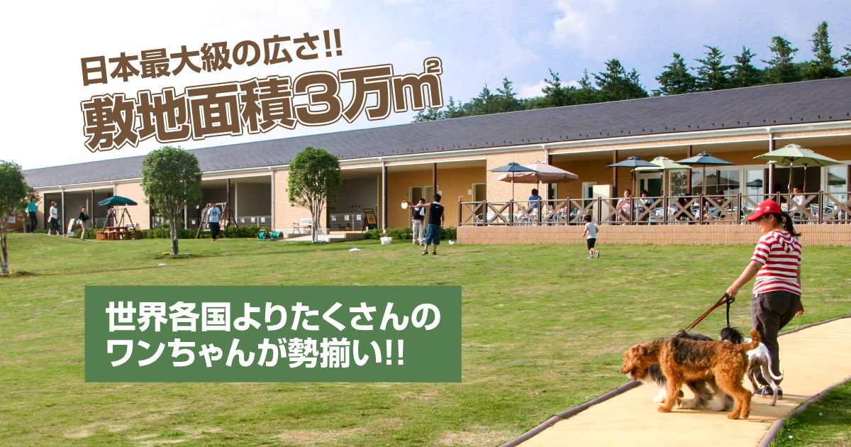 世界の名犬牧場 日本最大級 群馬のドッグラン ドッグカフェならここ 世界の名犬牧場 日本最大級 群馬のドッグラン ドッグカフェならここ