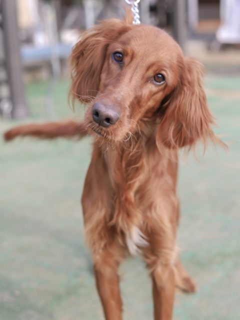 アイリッシュセッター アーカイブ 世界の名犬牧場