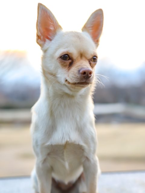 チワワ アーカイブ 世界の名犬牧場