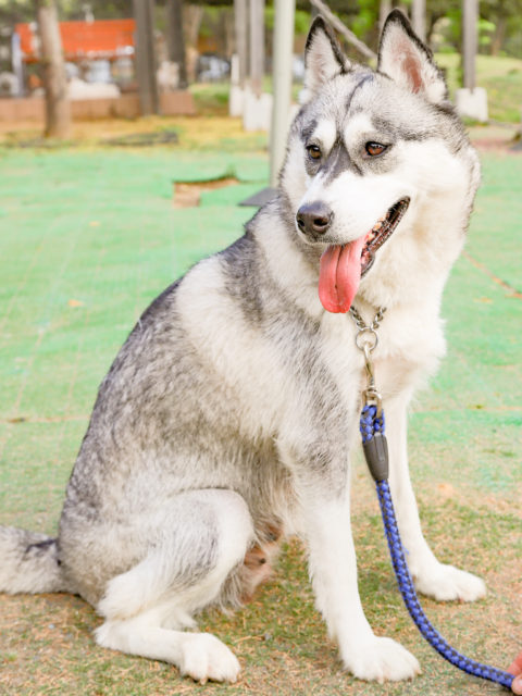 シベリアン ハスキー アーカイブ 世界の名犬牧場