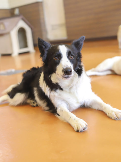 ボーダー コリー アーカイブ 世界の名犬牧場