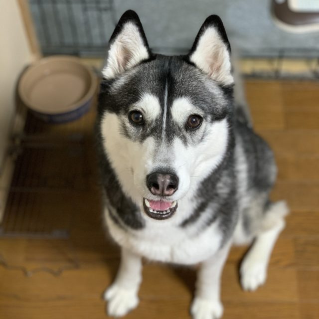 シベリアン ハスキー Archives 世界の名犬牧場