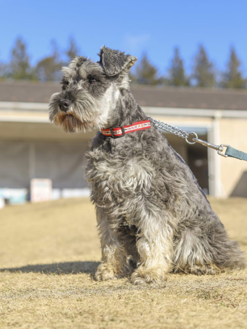 ミニチュア シュナウザー アーカイブ 世界の名犬牧場