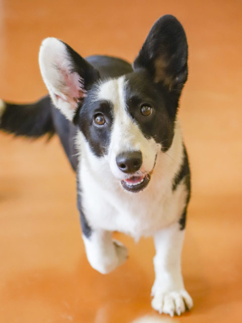 ウェルシュ コーギー カーディガン アーカイブ 世界の名犬牧場