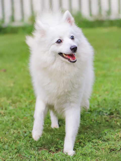 日本スピッツ アーカイブ 世界の名犬牧場