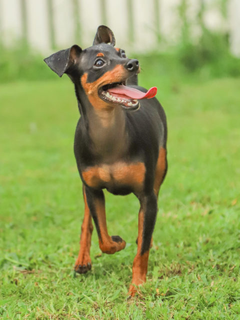 ミニチュア ピンシャー アーカイブ 世界の名犬牧場