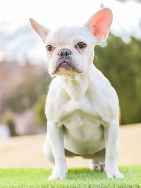 フレンチ ブルドッグ アーカイブ 世界の名犬牧場