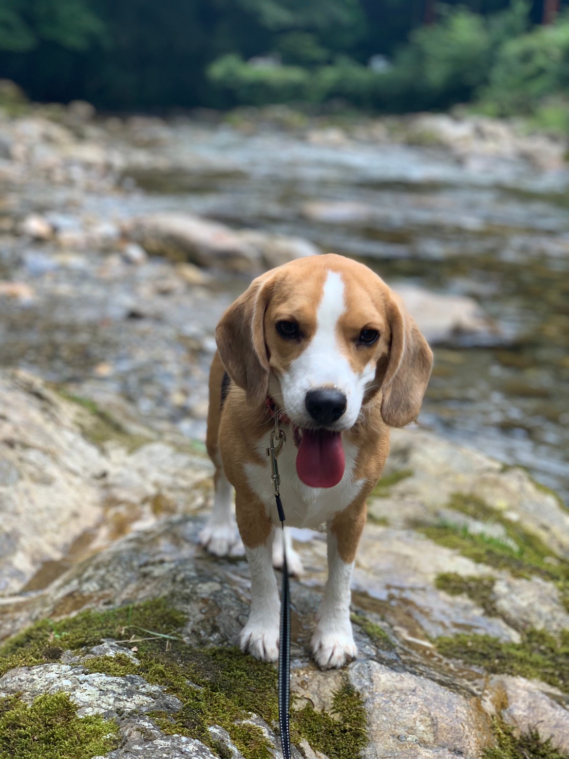 ビーグル Archives 世界の名犬牧場