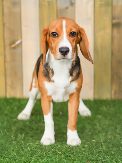 ビーグル アーカイブ 世界の名犬牧場