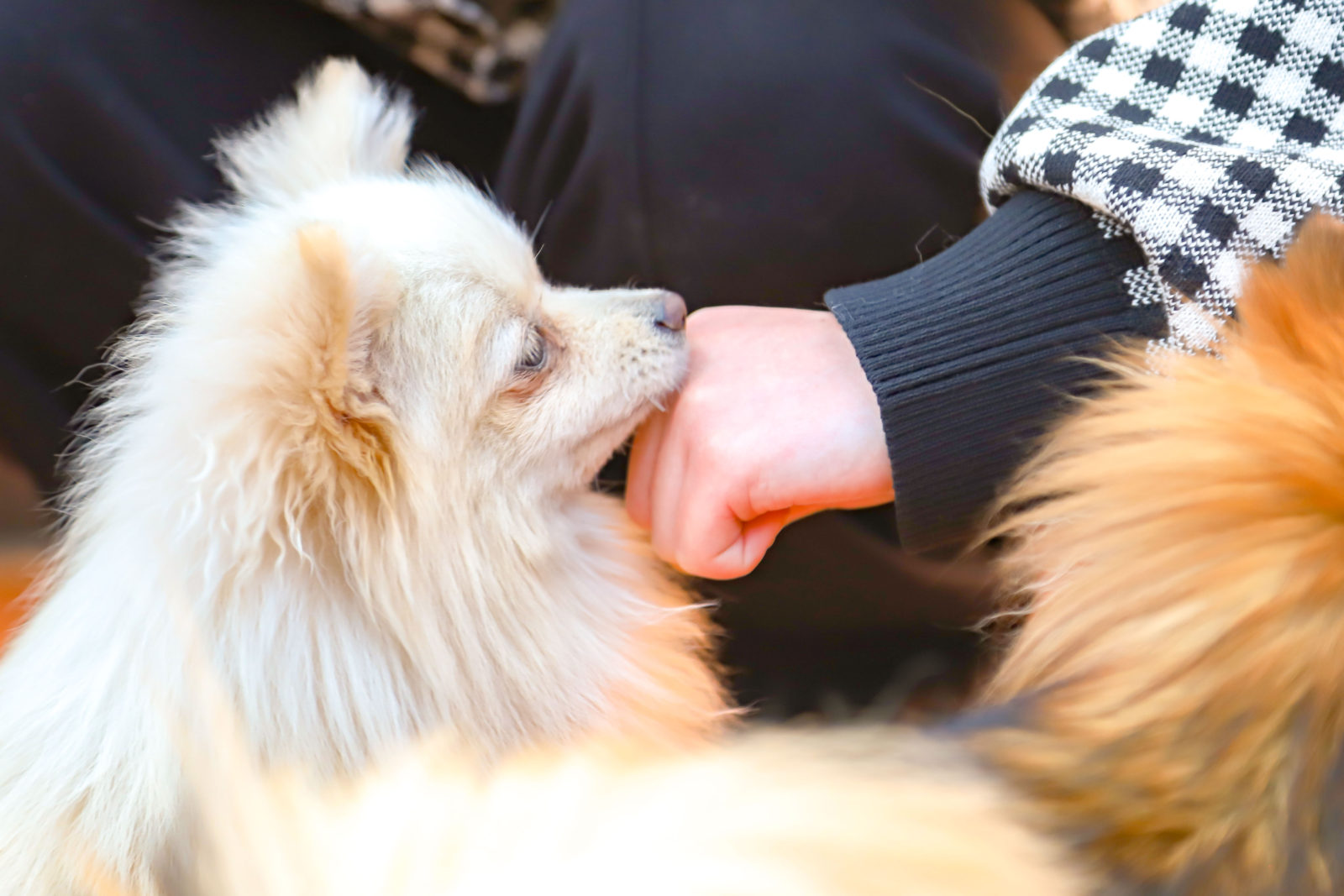 ワンちゃんについて学ぶ | 世界の名犬牧場