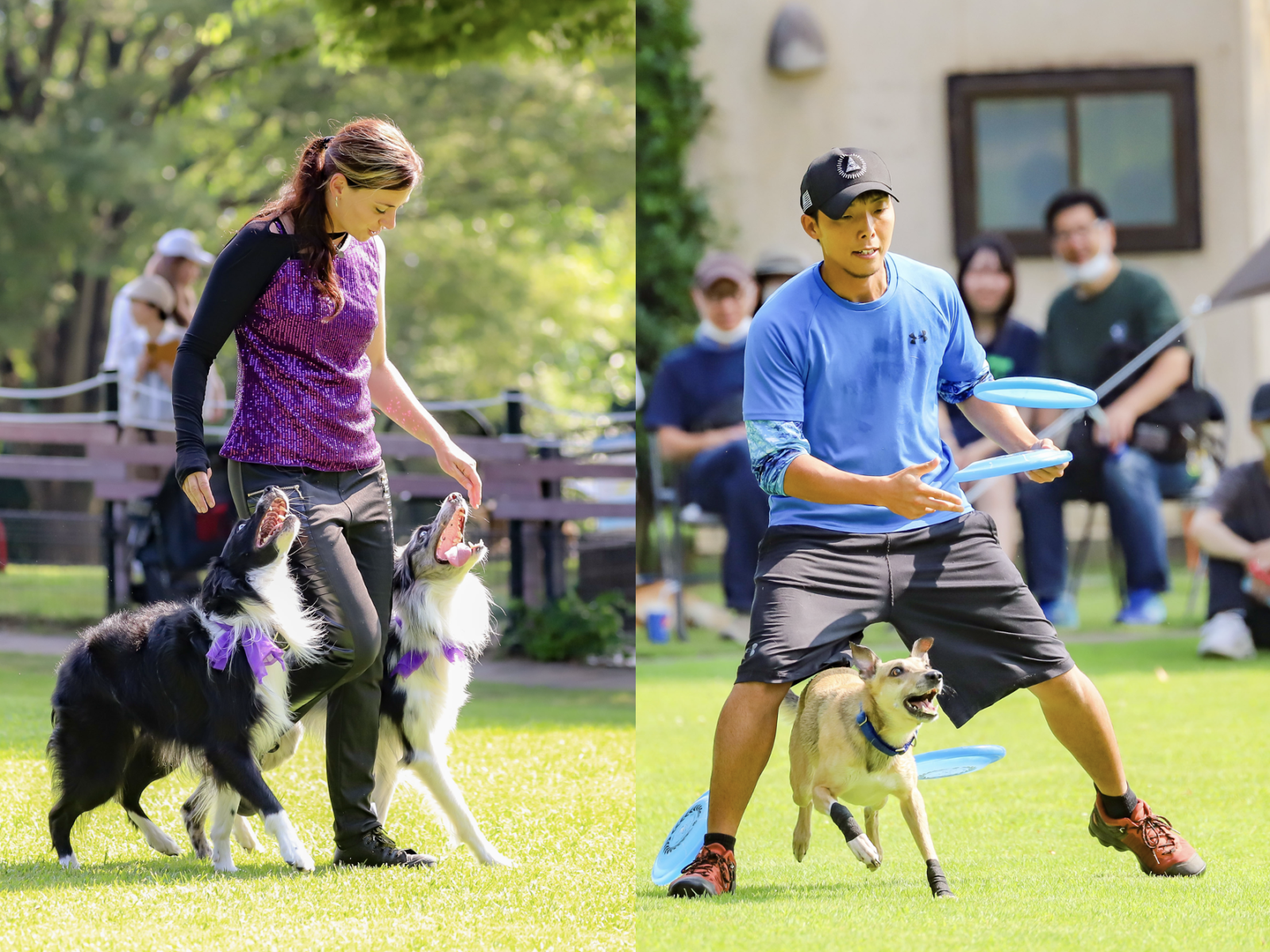 世界チャンピオン参加！スーパーディスクドッグショー | 世界の名犬牧場