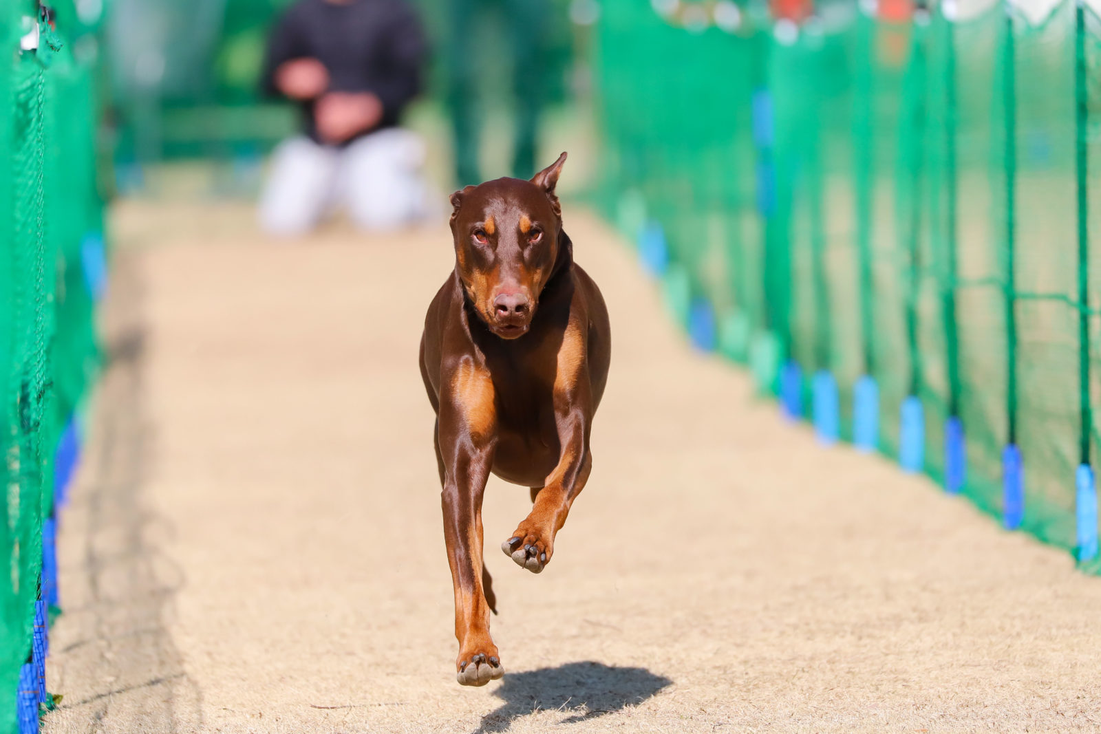 わんわん50m走[2月]記録発表！ | 世界の名犬牧場
