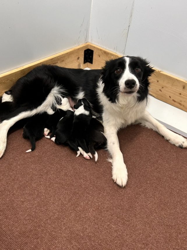 子犬販売 一覧 | 世界の名犬牧場