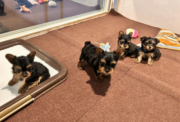 あけびの子育てルーム通信❤③R7.3.22