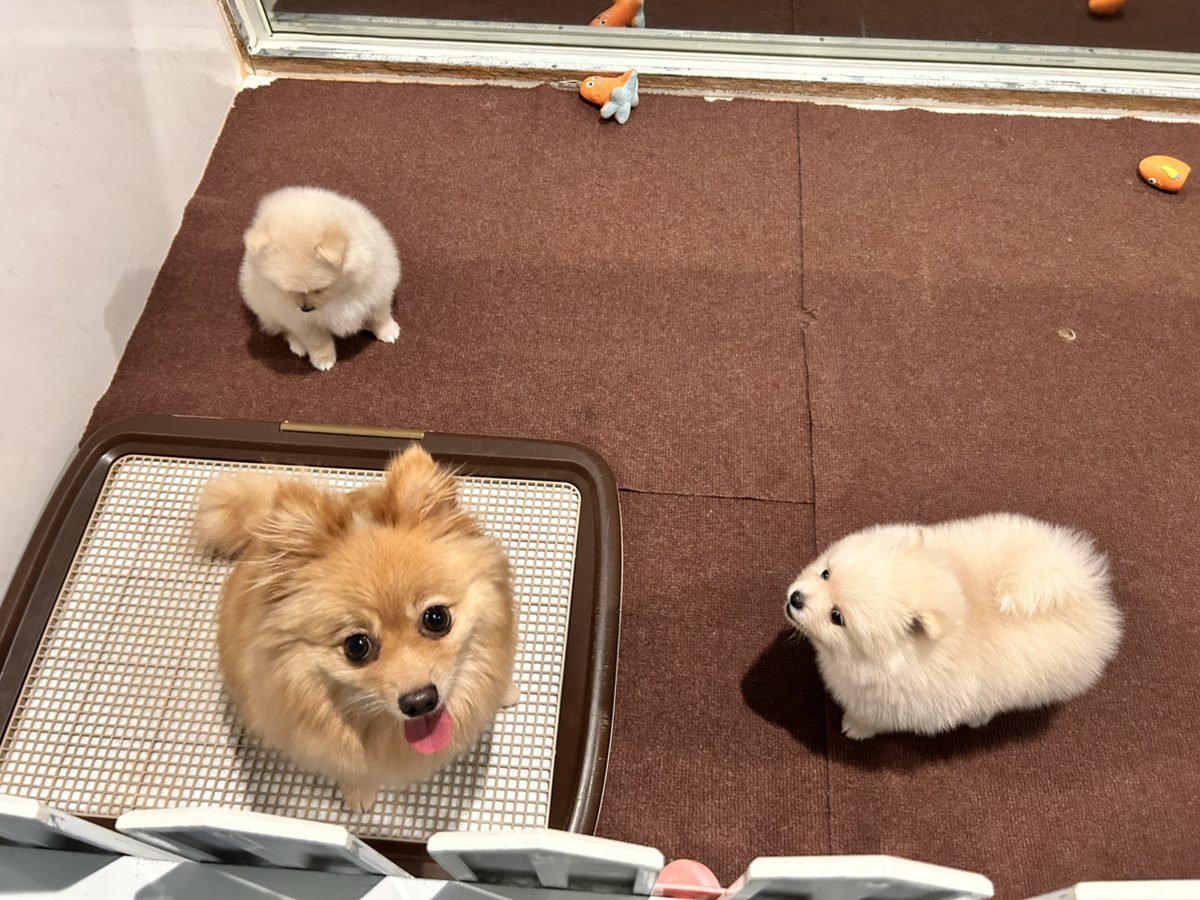 ポピーの子育てルーム通信❤③R7.3.28