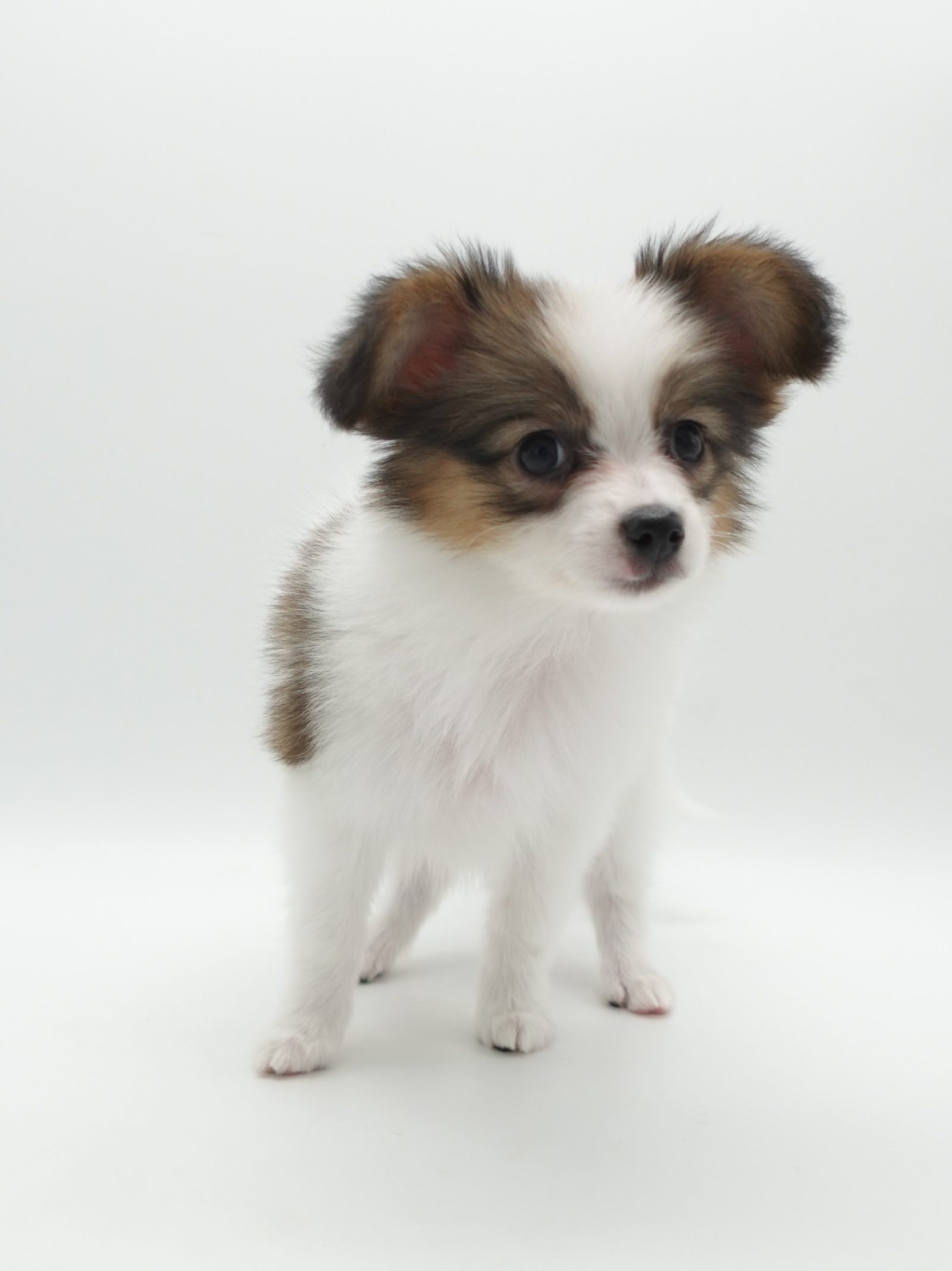 【A】犬　キャンバスF3号　BAEZ3 パピヨン A様専用 オーダー ドローイング パピヨン 犬 抽象画 アクリル画