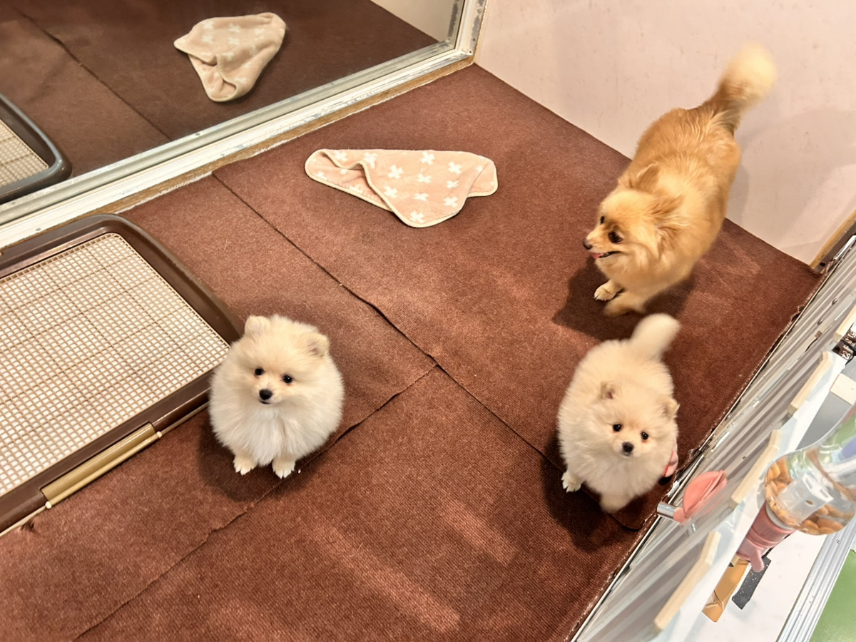ポピーの子育てルーム通信❤④R7.4.4