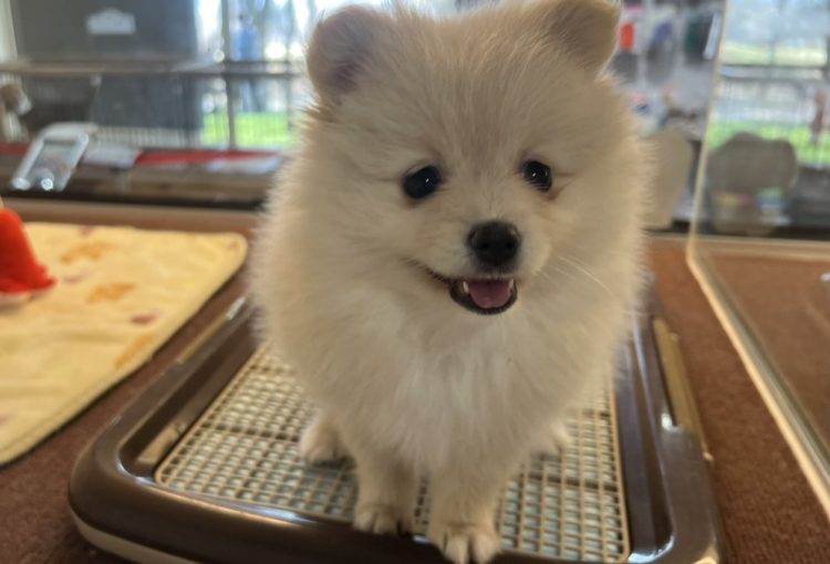 ポピーの子育てルーム通信❤⑤R7.4.12