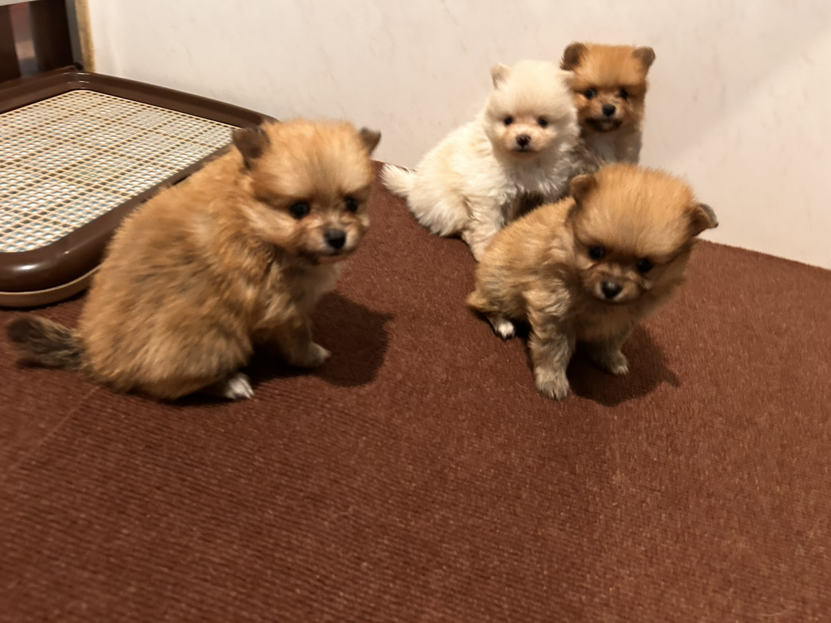 ペッツの子育てルーム通信❤④R7.6.19
