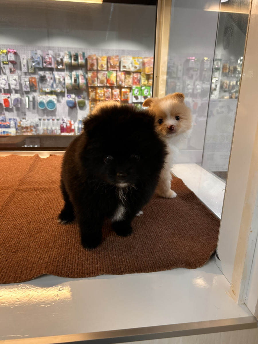 みこしの子育てルーム通信❤②R7.06.12