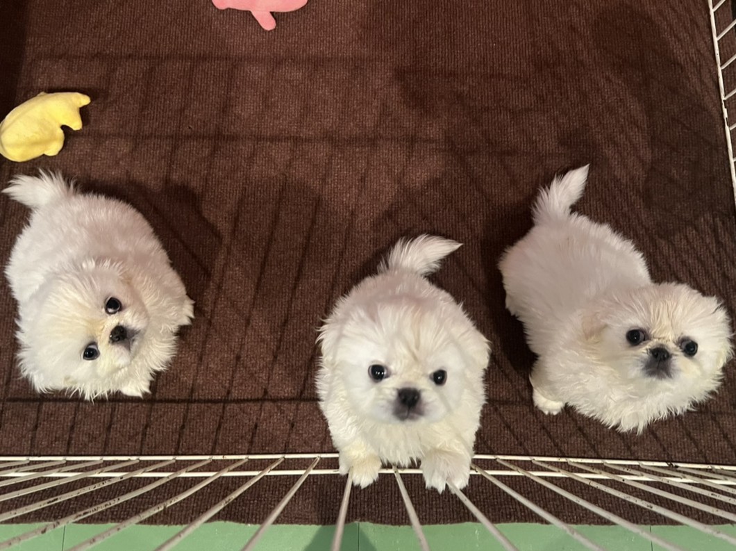 しゅうまいの子育てルーム通信❤③R7.07.04