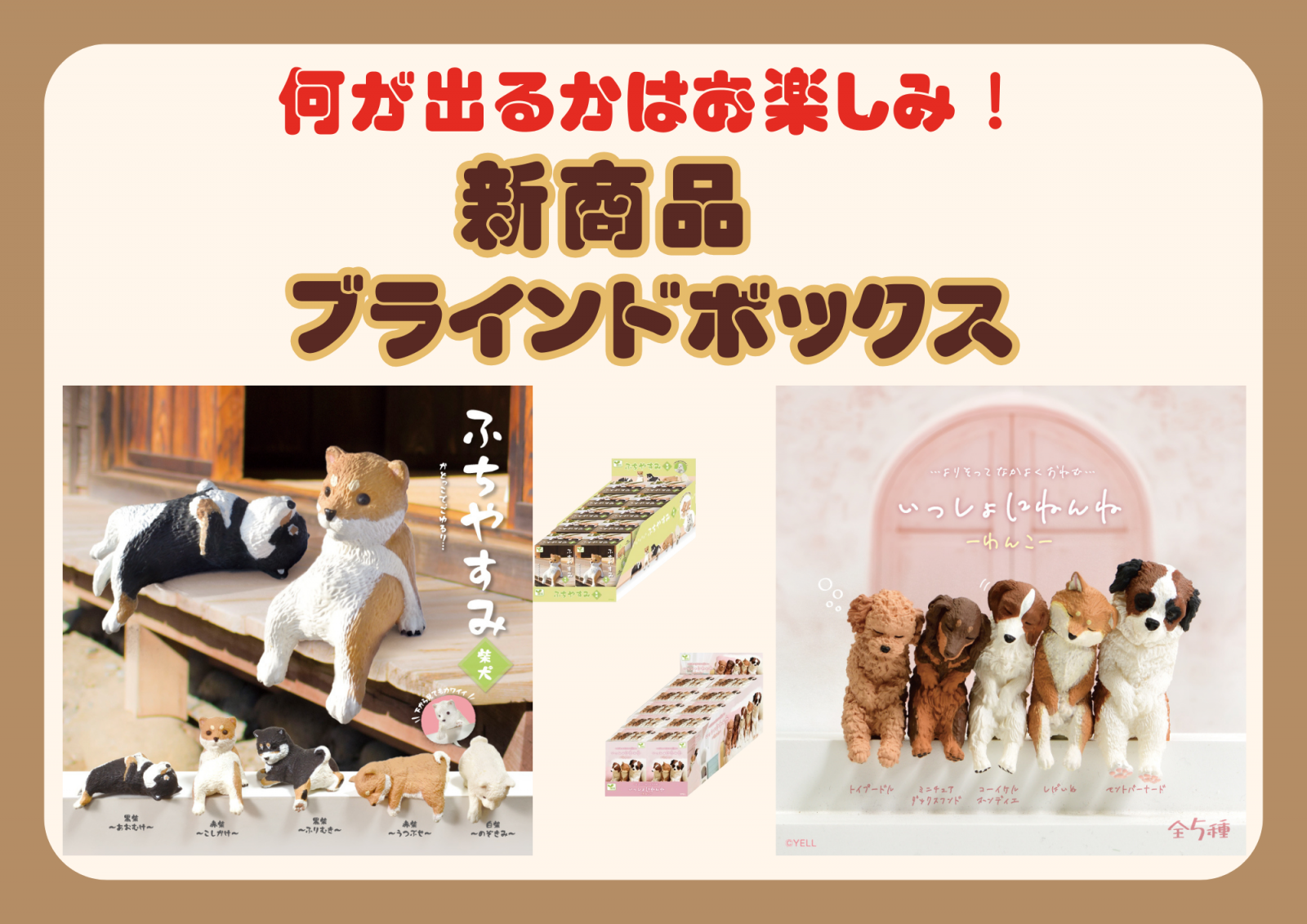 🎂🐾11月お誕生日のふれあい犬たち🐾🎂