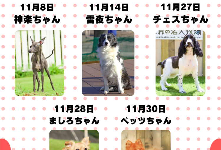 🎂🐾12月お誕生日のふれあい犬たち🐾🎂