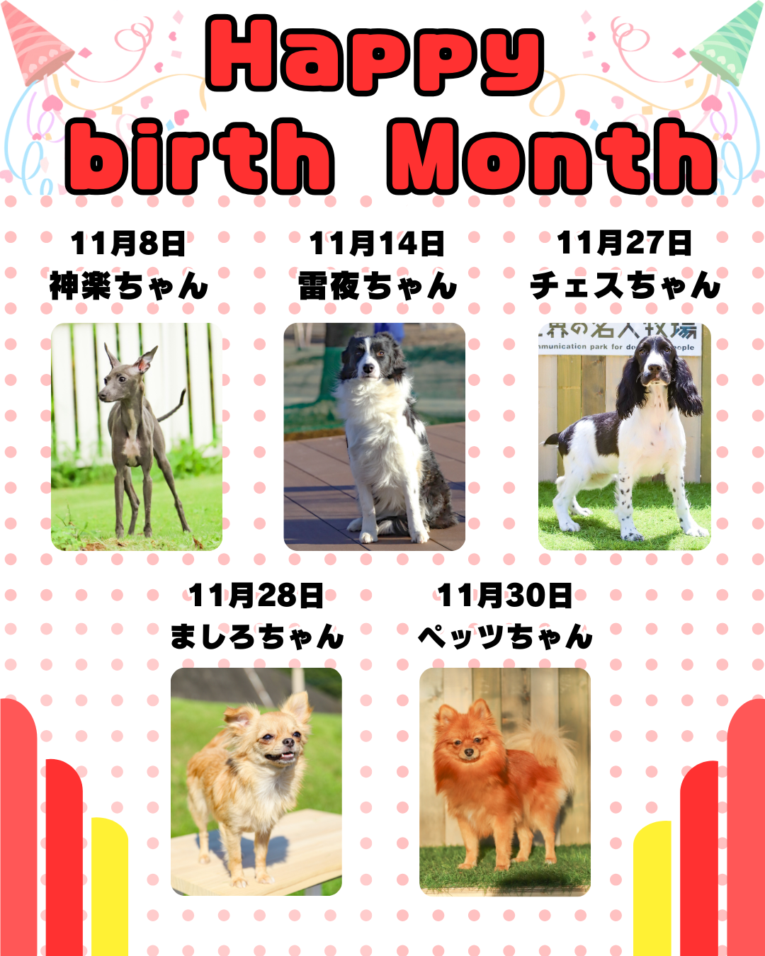 🎂🐾12月お誕生日のふれあい犬たち🐾🎂