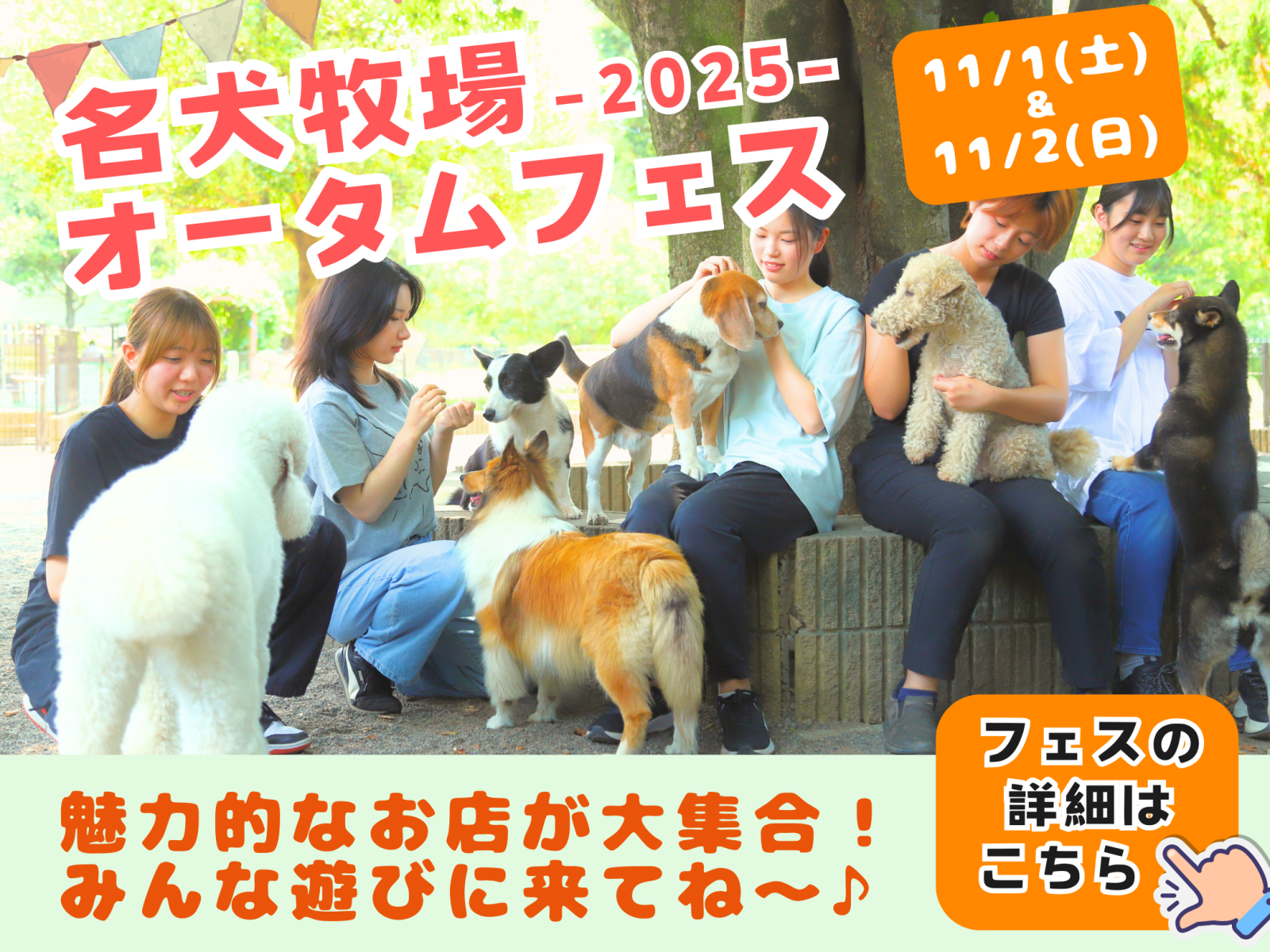 明日から名犬牧場オータムフェス！