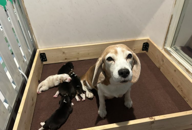 みたらしの子育てルーム通信❤R7.11.22