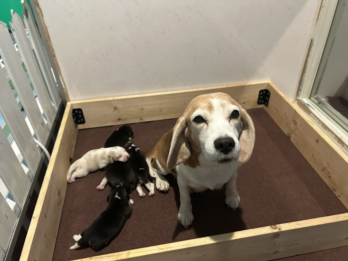 みたらしの子育てルーム通信❤R7.11.22