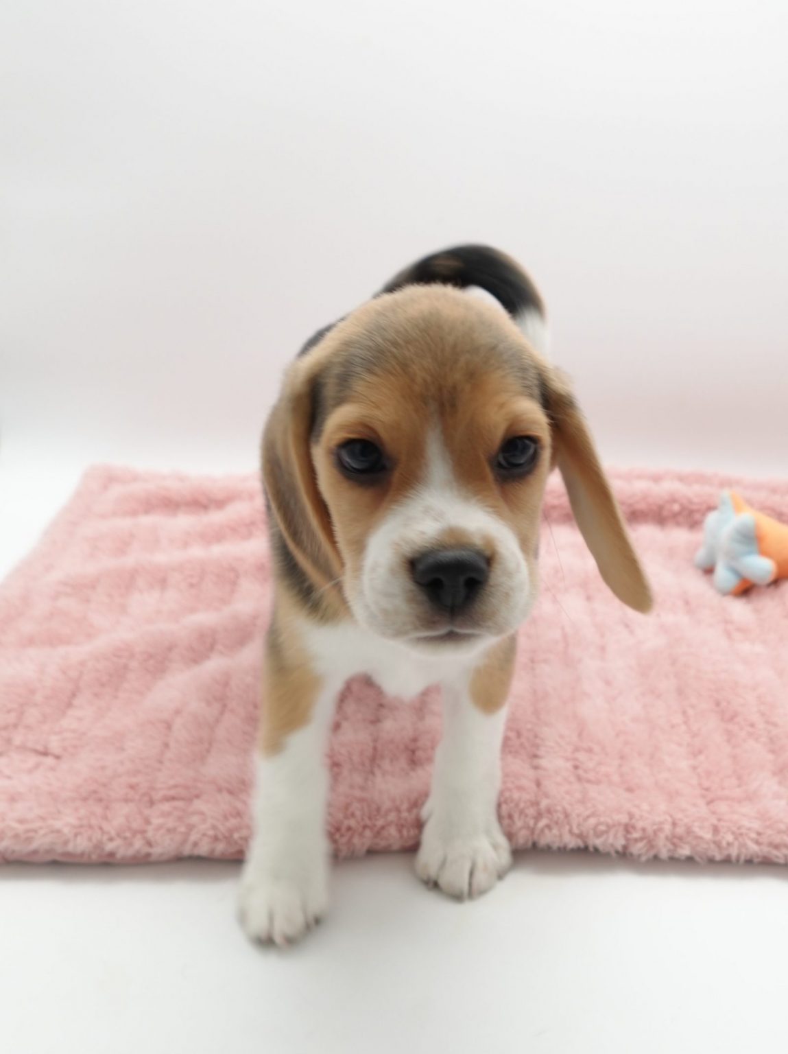 ビーグル | 世界の名犬牧場