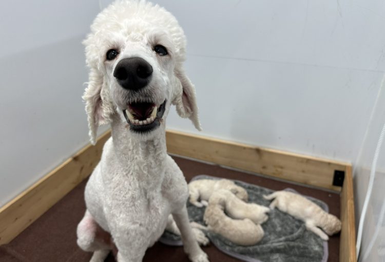 バニラの子育てルーム通信❤R7.11.18