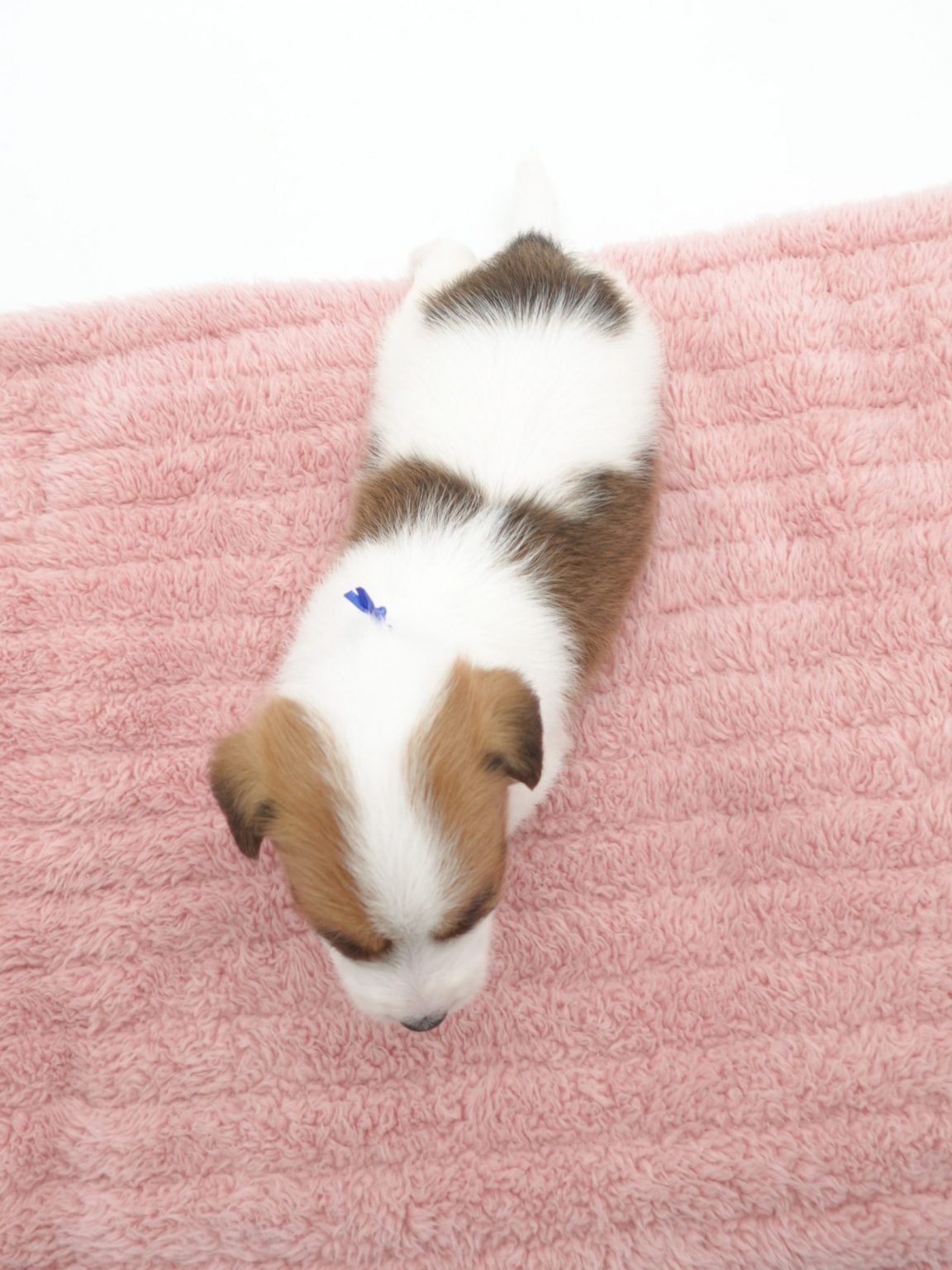 ジャックラッセルテリア | 世界の名犬牧場