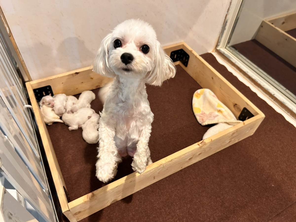 エルサの子育てルーム通信❤R7.12.12