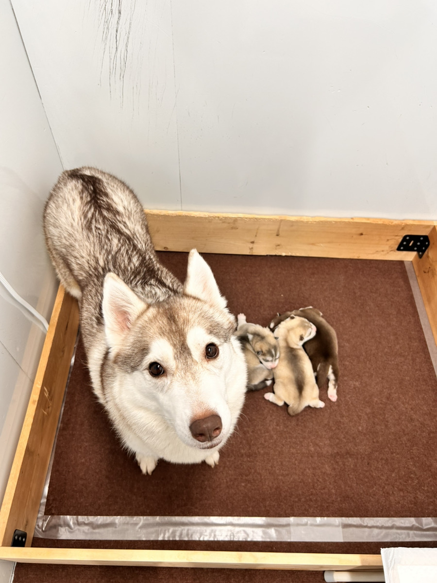 鏡花の子育てルーム通信❤R7.12.10