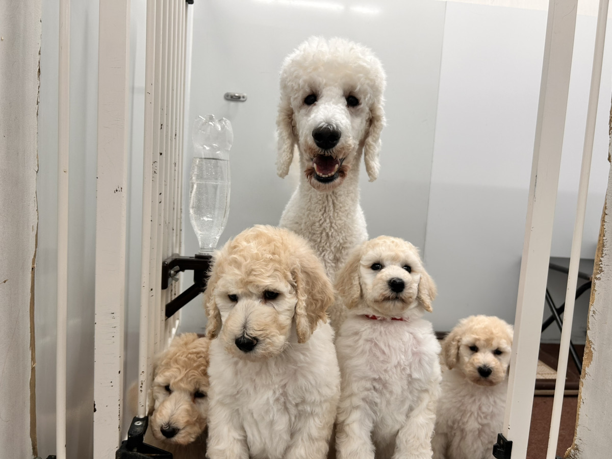 バニラの子育てルーム通信❤R7.12.23