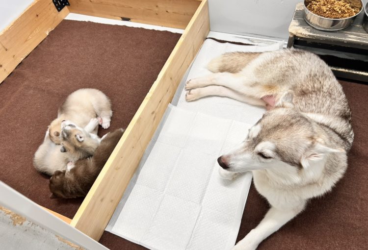 鏡花の子育てルーム通信❤②R7.12.24