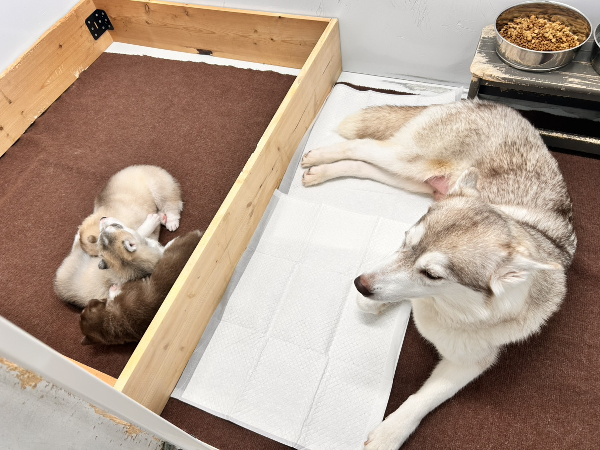 鏡花の子育てルーム通信❤②R7.12.24