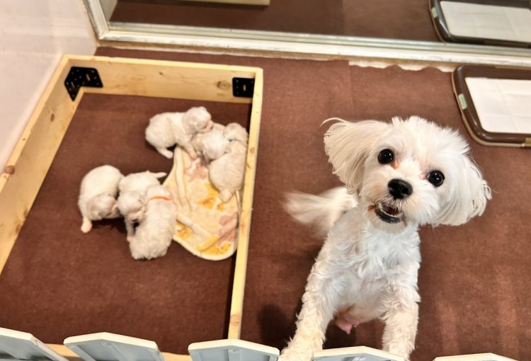 エルサの子育てルーム通信❤②Ｒ7.12.26