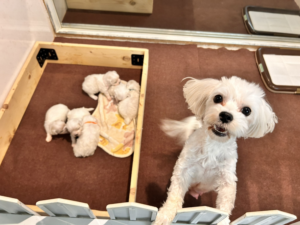 エルサの子育てルーム通信❤②Ｒ7.12.26