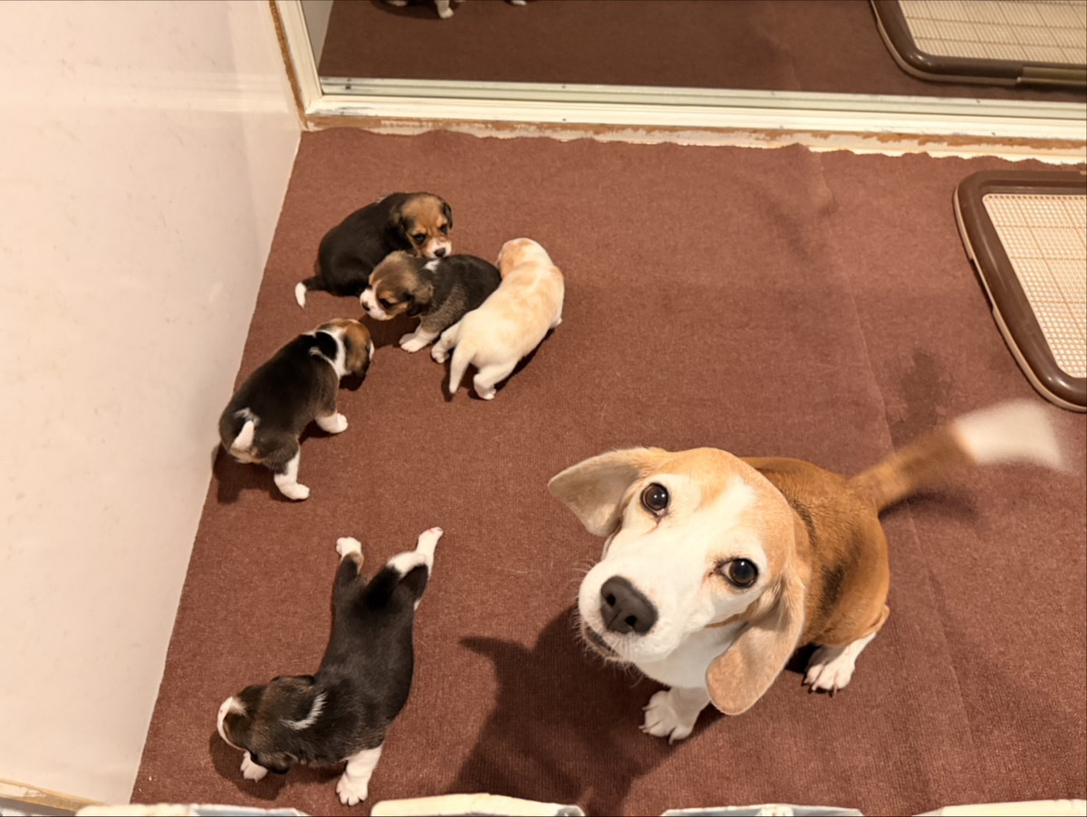 みたらしの子育てルーム通信❤②R7.12.09