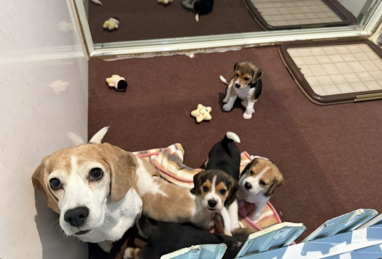 みたらしの子育てルーム通信❤④R7.12.27