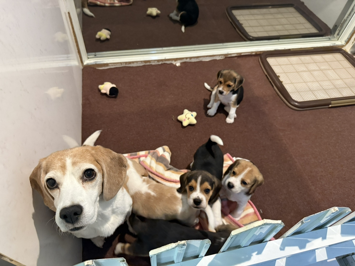 みたらしの子育てルーム通信❤④R7.12.27