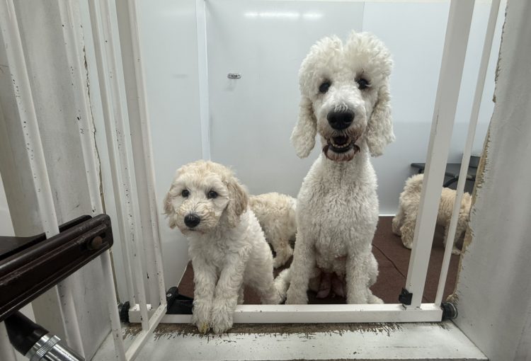 バニラの子育てルーム通信❤⑤R7.12.30