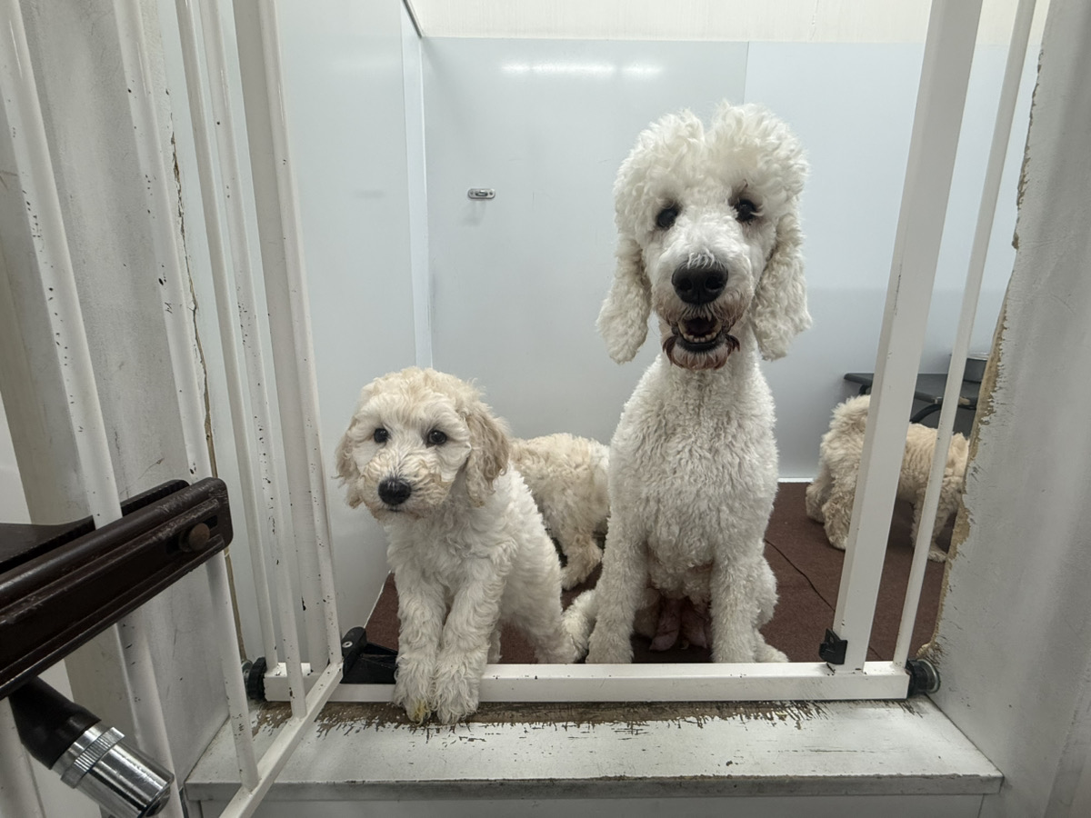 バニラの子育てルーム通信❤⑤R7.12.30