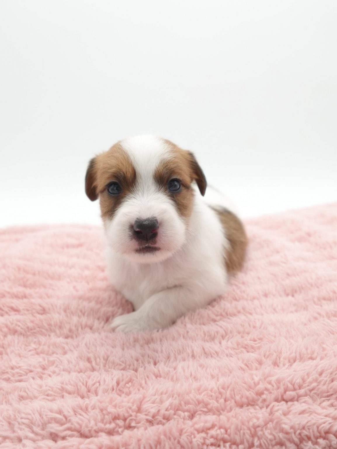 ジャックラッセルテリア | 世界の名犬牧場