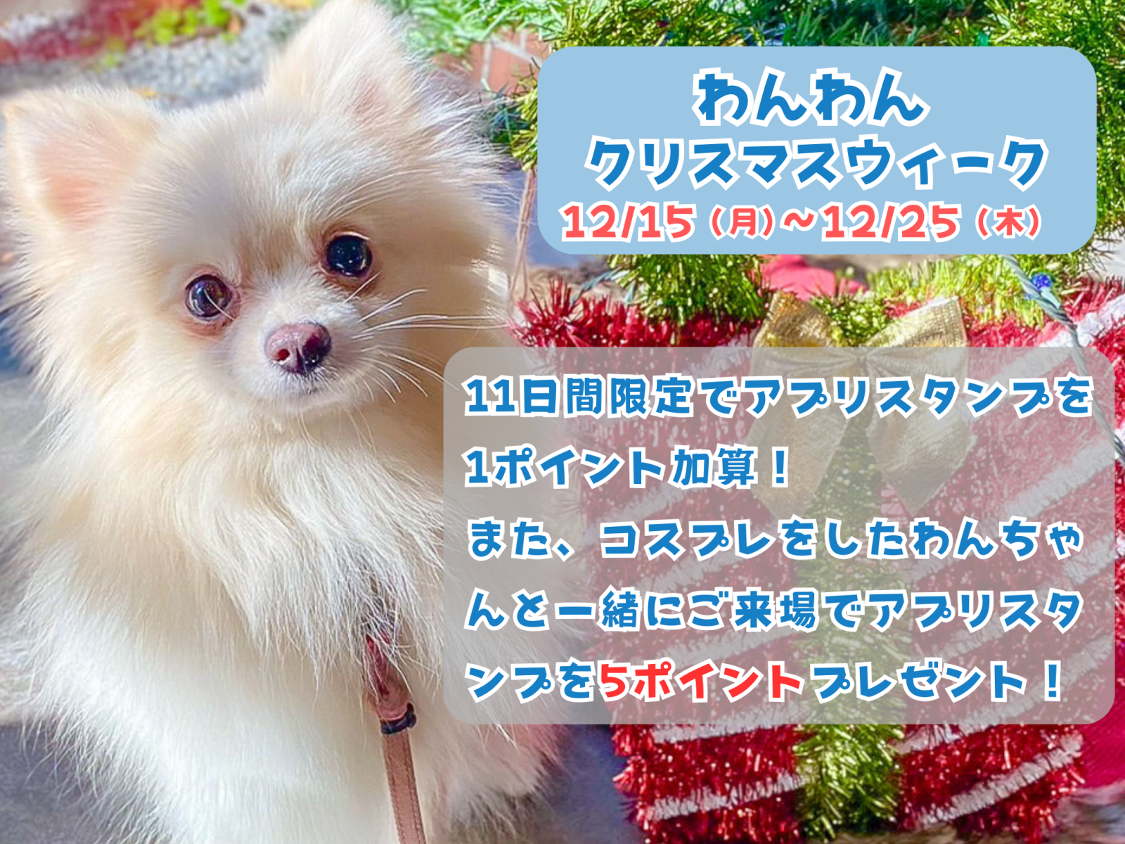 明日12月15日よりわんわんクリスマスウィーク開始♪