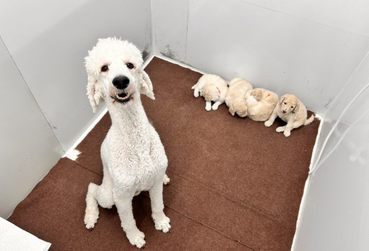 バニラの子育てルーム通信❤②R7.12.2