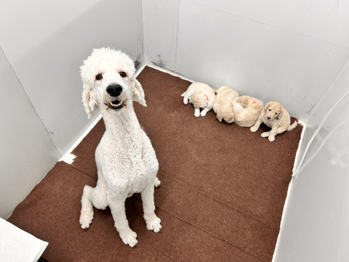 バニラの子育てルーム通信❤②R7.12.2